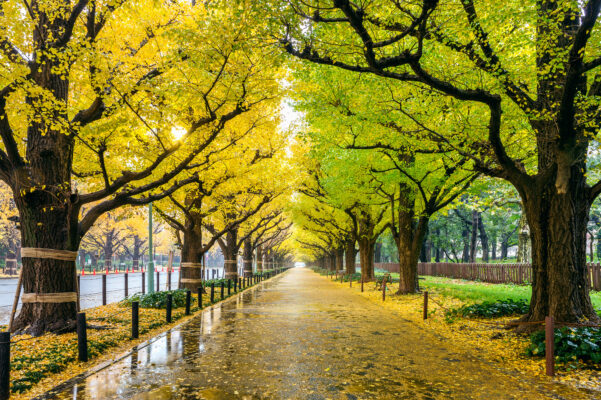 Row of yellow ginkgo tree in autumn. Autumn park in Tokyo, Japan