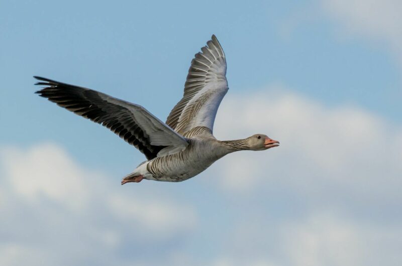 goose-5654662_1920-1536x1018