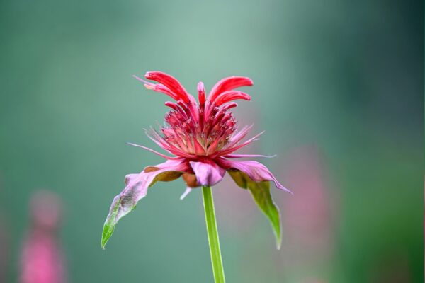 beebalm-5717315_1920