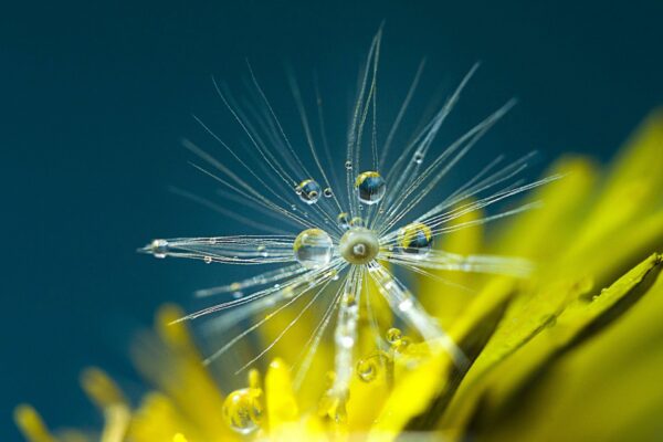 dandelion-5048825_1920